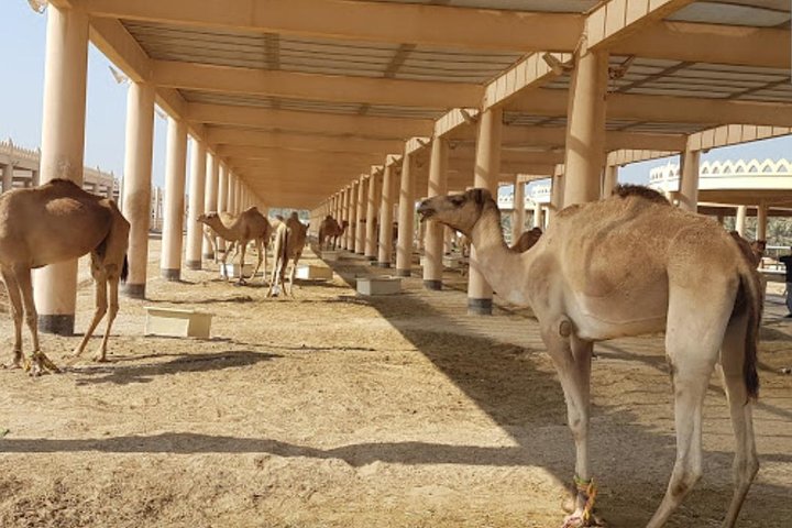 Bahrain Camel tour - Image 3