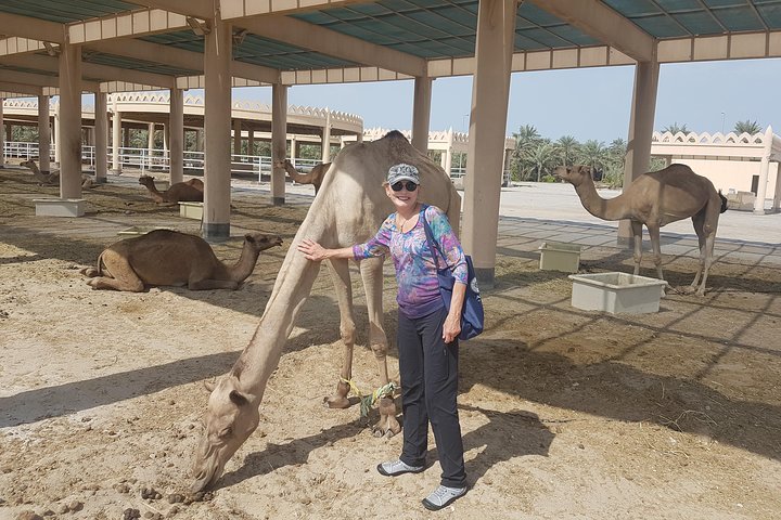 Bahrain Camel tour - Image 2