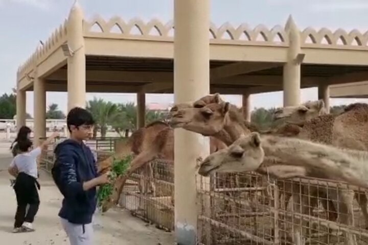 Bahrain Camel tour - Image 5