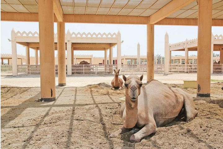 Bahrain Camel tour - Image 4