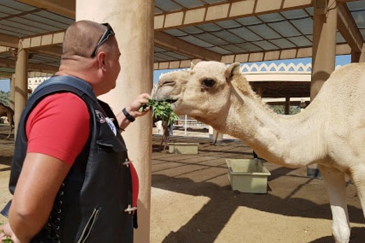 Bahrain Camel tour - Image 1