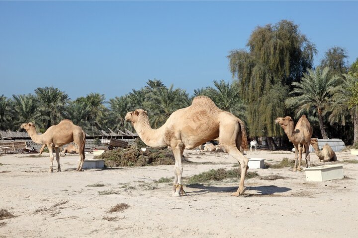 Bahrain City and Desert Tour - Image 1
