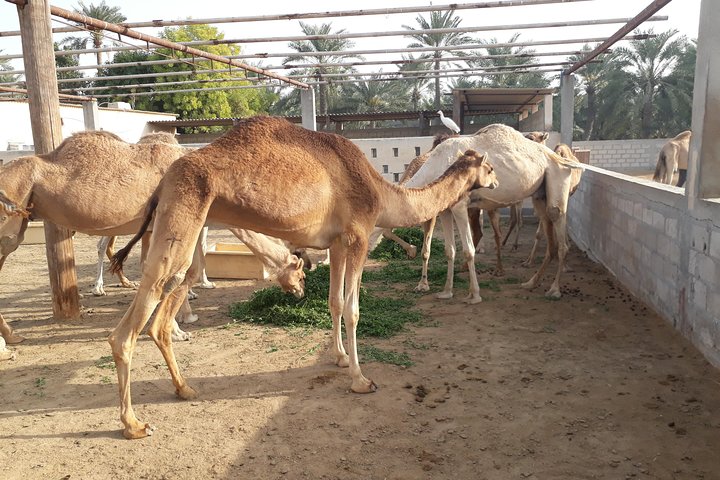 Bahrain Shore Excursion . - Image 4