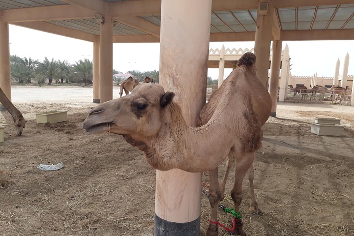 Bahrain sightseeing tour- Private tour. - Image 2