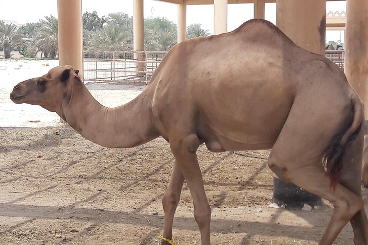 Bahrain sightseeing tour- Private tour- Travel in style - Image 2