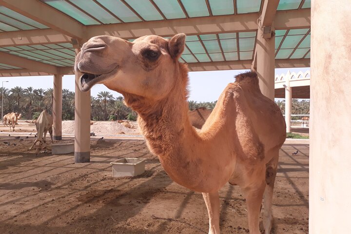Private Half-Day Layover Tour of Bahrain. - Image 3