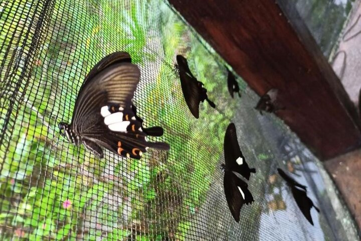 4-Hour Private Tour in Jatiluwih Terraces and Butterfly Park - Image 2