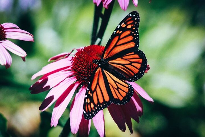 4-Hour Private Tour in Jatiluwih Terraces and Butterfly Park - Image 1