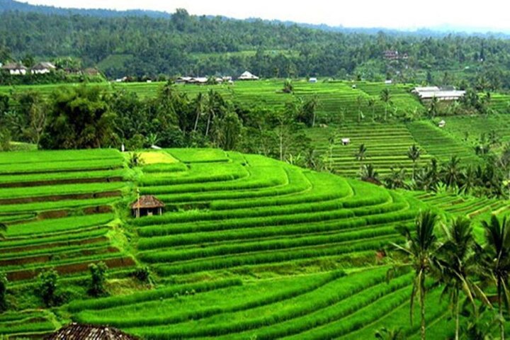 4-Hour Private Tour in Jatiluwih Terraces and Butterfly Park - Image 5