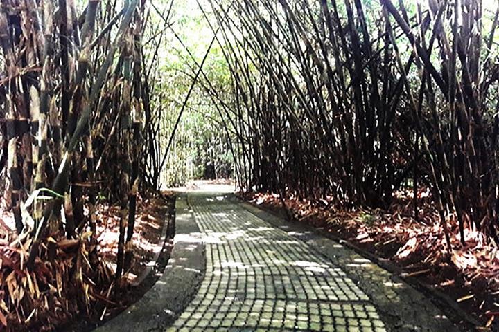 A Day Trip to Tukad Cepung & Rice Terrace - Image 5