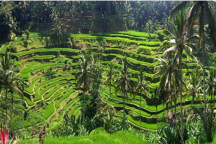 A Day Trip to Tukad Cepung & Rice Terrace - Image 3