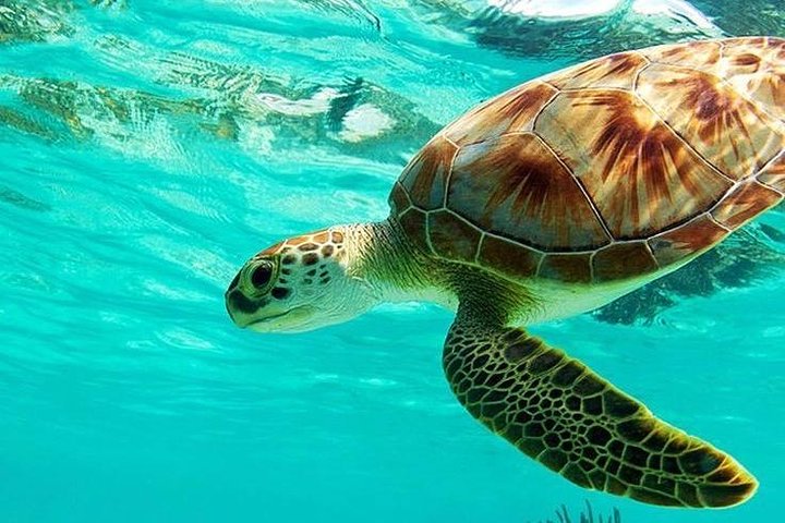 All Inclusive : Bali Blue Lagoon Snorkeling with Lunch and Transport - Image 2