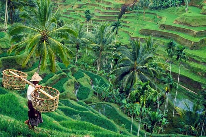 All inclusive Ubud private tour  - Image 1