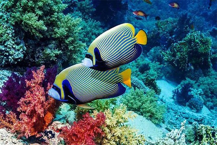 All Ticket Inclusive-Blue Lagoon Snorkeling-Ubud Monkey Forest & Ubud Waterfall  - Image 1