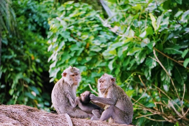 Amazing Private Tours Bedugul And Kedaton Monkey Forest - Image 1