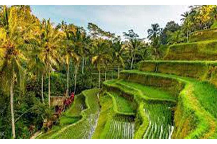 ATV Quad Bike-Ubud Monkey Forest-Rice Terrace & Ubud Waterfall - Image 3