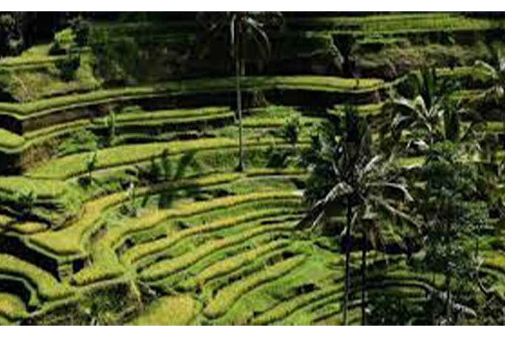 ATV Quad Bike-Ubud Monkey Forest-Rice Terrace & Ubud Waterfall - Image 2