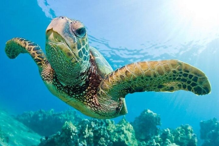 ATV Quad Ride and Blue Lagoon Snorkeling - Image 5