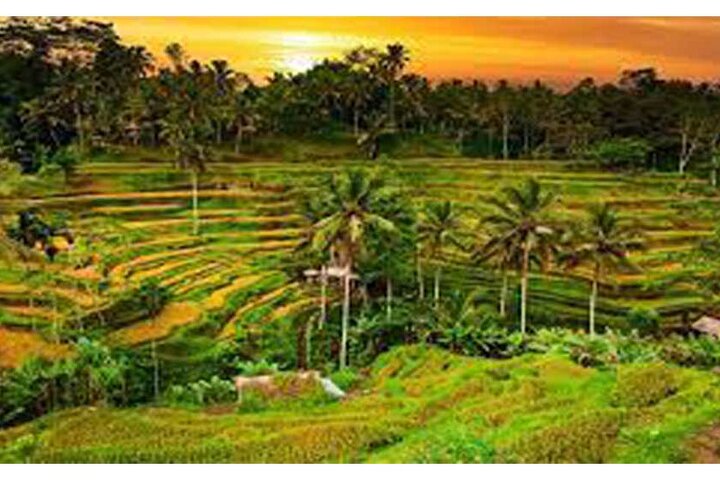 Bali ATV Quad - Water Rafting-Rice Terrace& Coffee Plantation - Image 3