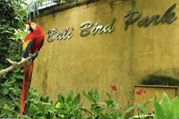 Bali Bird Park-Jungle Swing-Monkey Forest-RiceTerrace-WaterTemple - Image 5