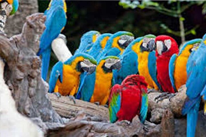 Bali Bird Park-Jungle Swing-Monkey Forest-RiceTerrace-WaterTemple - Image 1