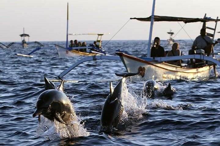 Bali Dolphin Watching Sunrise Tour (Private & All Inclusive) - Image 2
