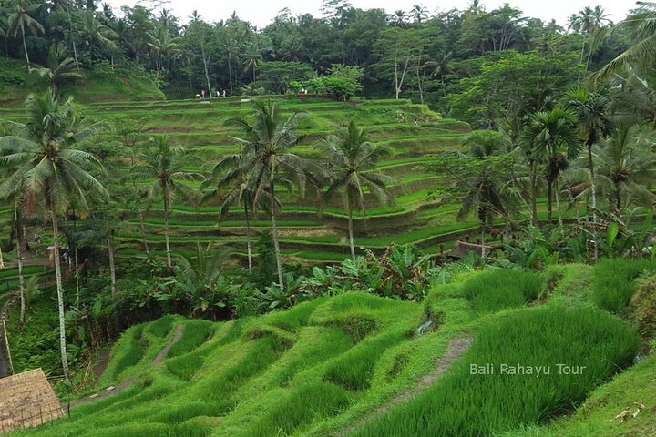 Bali Full-Day Tour Barong Kris Dance Ubud Village and Waterfall - Image 5