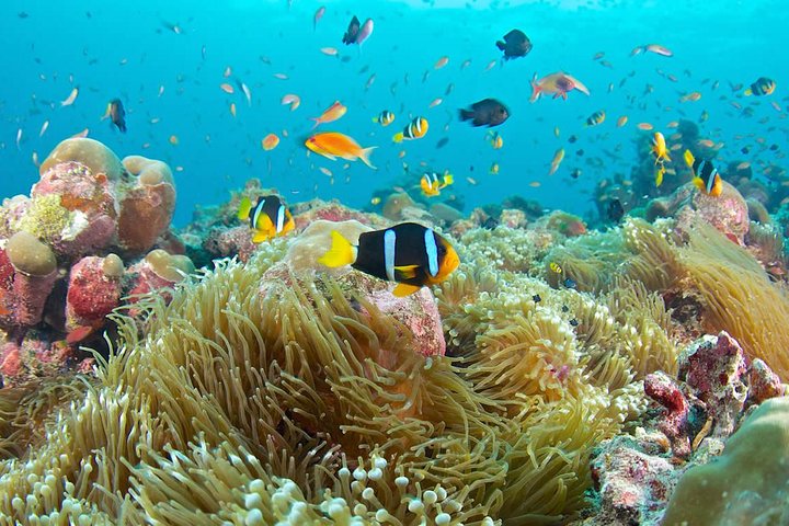 Bali Full Day Tour - Snorkeling at Blue Lagoon and Waterfall Tour - Image 1