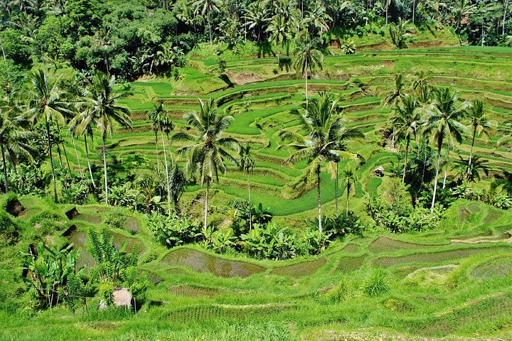 Bali Highlights : Nature, Waterfall, Rice Terraces and Volcano - Image 5