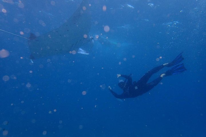 Bali Penida Snorkeling Experience with Manta Ray - Image 4