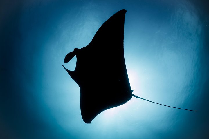 Bali Penida Snorkeling Experience with Manta Ray - Image 5