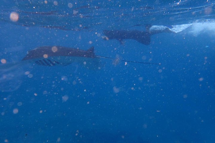 Bali Penida Snorkeling Experience with Manta Ray - Image 3