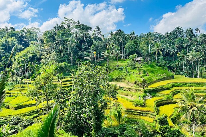 Bali Private Tour Ubud and Kintamani including Lunch and waterfall - Image 5