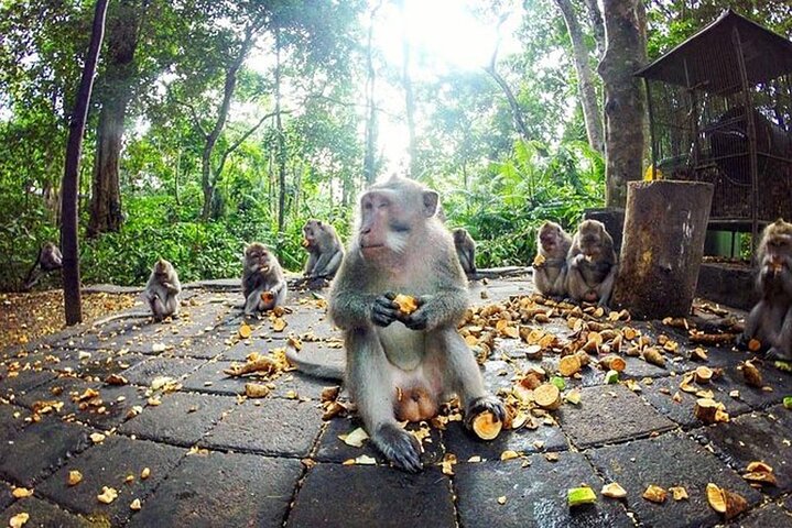 Bali Private Tour Ubud and Kintamani including Lunch and waterfall - Image 3
