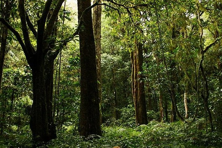 Bali Trekking Tour into the Jungle of Tamblingan forest and canoeing - Image 2