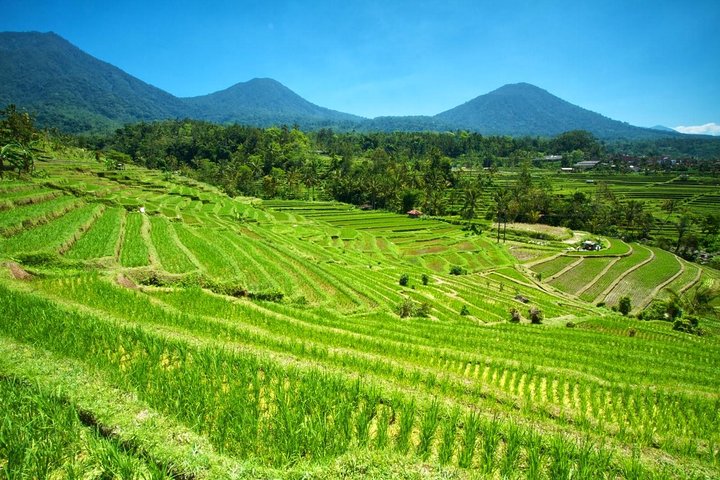 Bali's Unesco Heritage Site Private Tour - All Inclusive - Image 5