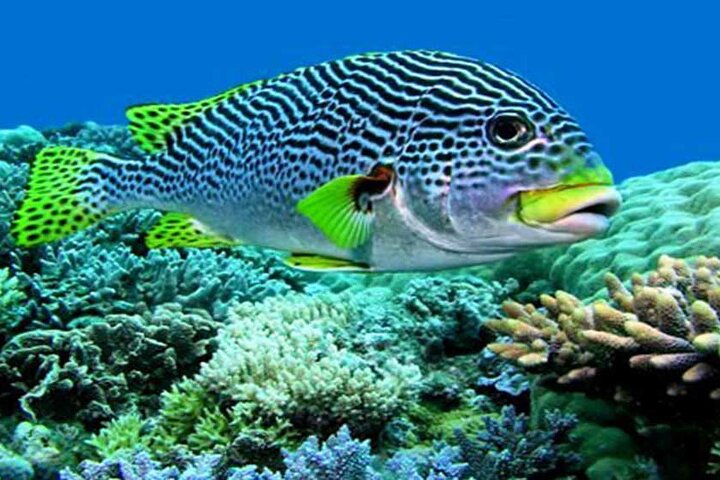 Barong Kris Dance and Blue Lagoon Beach Snorkeling with transport - Image 5