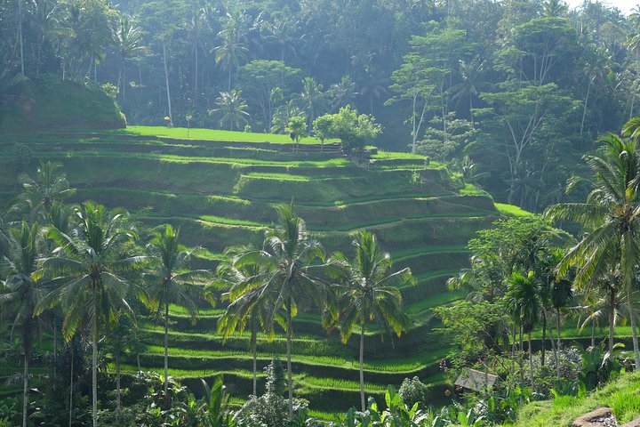 Best of Bali Private Shore Excursions - Image 2