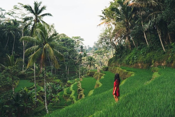 Best of Ubud: Nature, Culture and Temples Tour - Image 5