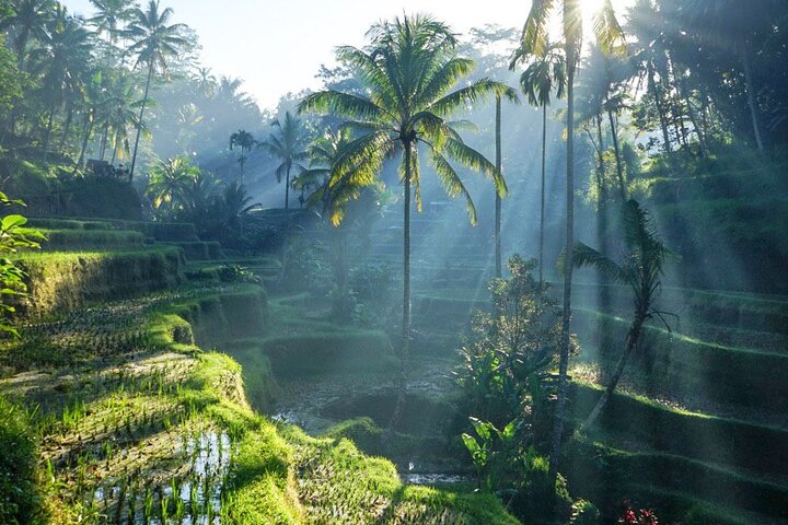 Best of Ubud: Rice Terrace, Temple and Waterfall Private Tour - Image 2