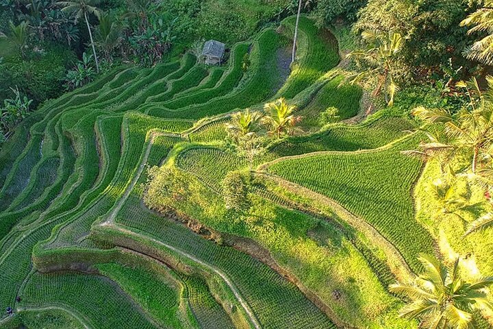 Best of Ubud: Rice Terrace, Temple and Waterfall Private Tour - Image 4