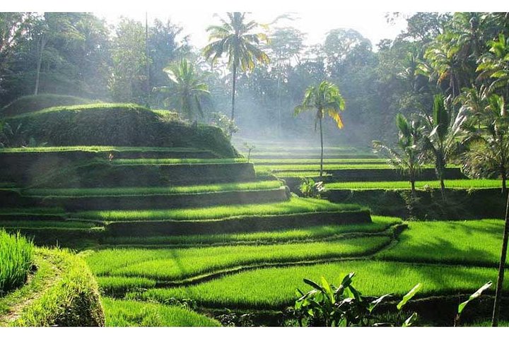 Best of Ubud Tour Package ( Private Tour) - Image 1