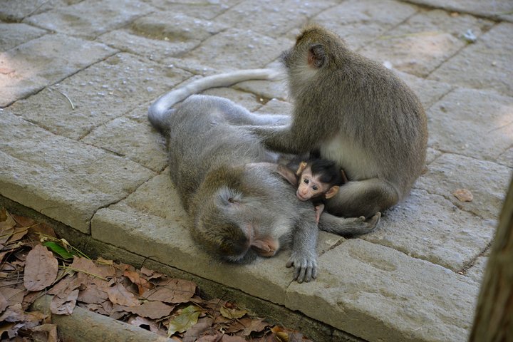Best Of Ubud Tours Highlith - Image 4
