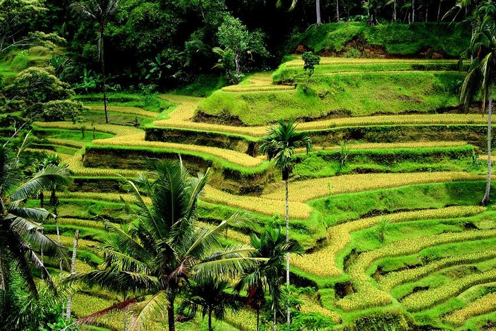 Best of Ubud: Waterfall, Rice Terraces & Monkey Forest - Image 1
