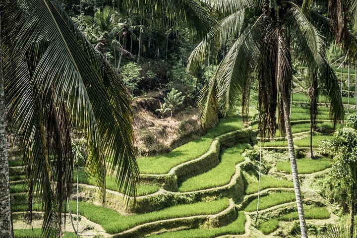 Best of Ubud with Jungle Swing Tour - Image 3