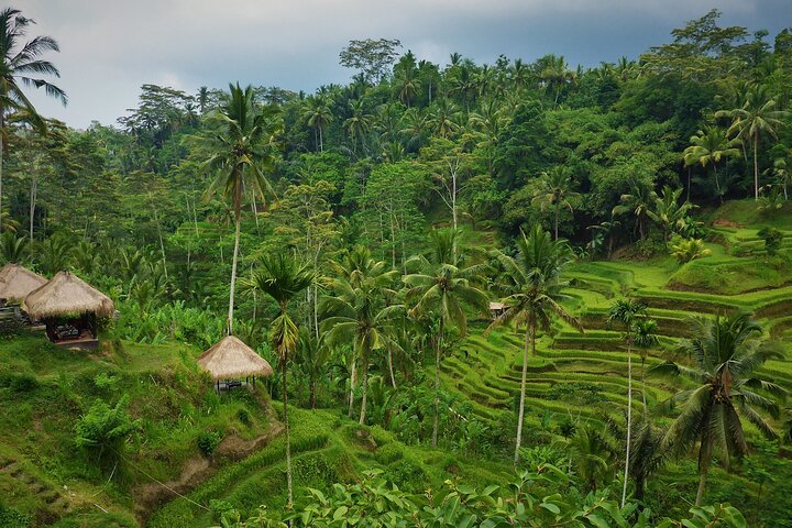 Best of Ubud with Jungle Swing Tour - Image 4