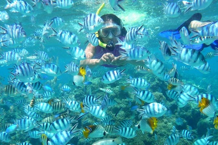Bloo Lagoon Snorkeling East Bali Includes Transportation & Lunch - Image 3