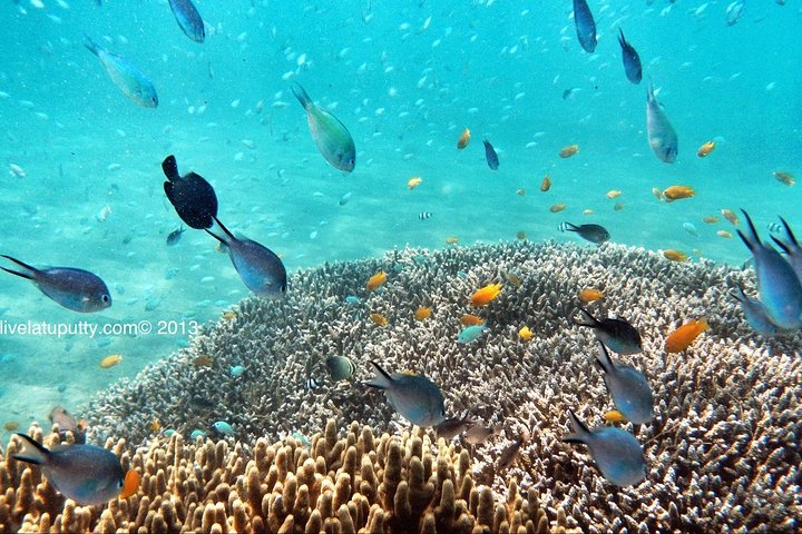 Bloo Lagoon Snorkeling & Lempuyang Temple Tour - Image 3
