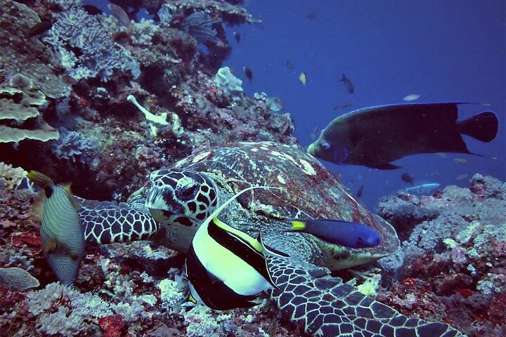 Day Tour and Snorkeling to Lembongan from Bali - Image 3