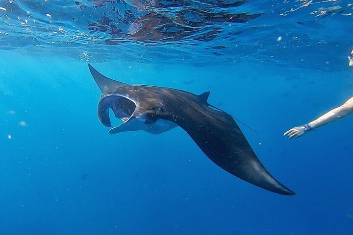 Day Tour and Snorkeling to Lembongan from Bali - Image 4